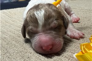 Thatcher - puppy for sale
