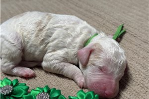 Tucker - puppy for sale