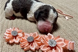 Tatiana - Mixed/Other for sale