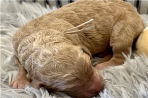 Savannah - Goldendoodle for sale