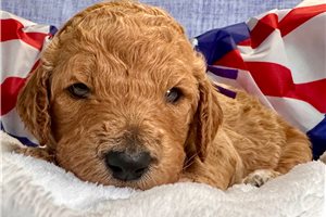 Sarah - puppy for sale