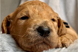 Maxwell - Goldendoodle for sale