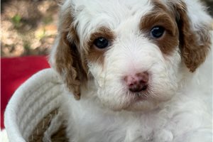 Rigby - Poodle, Miniature for sale