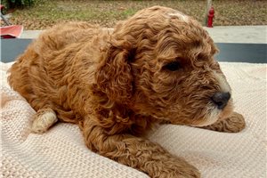 Carmela - Poodle, Miniature for sale