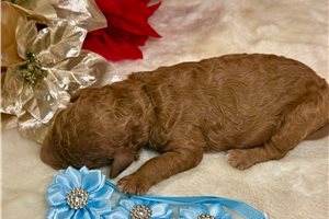 Cedric - Poodle, Miniature for sale