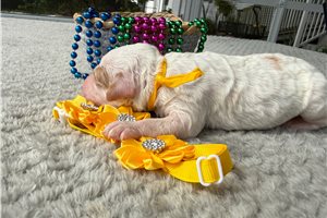 Mercer - Poodle, Miniature for sale