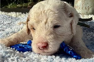 Rigby - Poodle, Miniature for sale