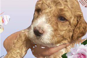 Carly - Poodle, Miniature for sale