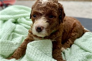 Carnation - Poodle, Miniature for sale