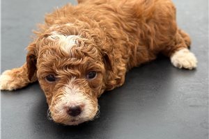 Carmen - Poodle, Miniature for sale