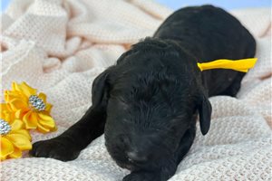 Emmett - Poodle, Standard for sale