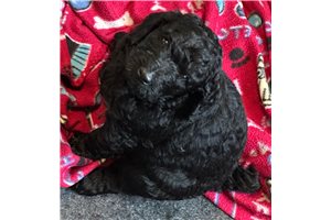 Fiora - Poodle, Standard for sale