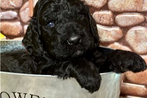 Francine - Poodle, Standard for sale