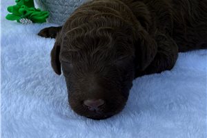Esmeralda - Poodle, Standard for sale