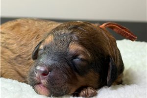 Samuel - Poodle, Standard for sale