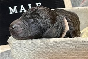 Sergeant - Poodle, Standard for sale