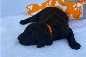 Ellie - Poodle, Standard for sale