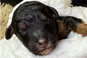 Sarah - Poodle, Standard for sale