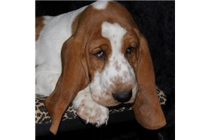 Cory - Basset Hound for sale