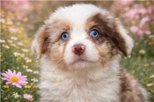 Lotus - Australian Shepherd for sale