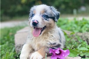Amanda - Australian Shepherd for sale