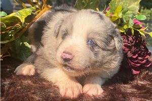Aldren - puppy for sale