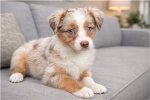 Alure - Australian Shepherd for sale