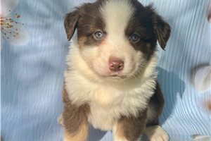 Australian Shepherd for Sale | Puppies | Pawrade.com