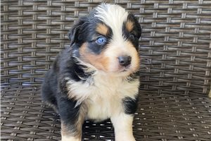 Curtis - puppy for sale