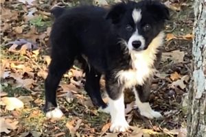 Ashton - puppy for sale
