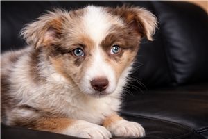 Lolo - Australian Shepherd for sale