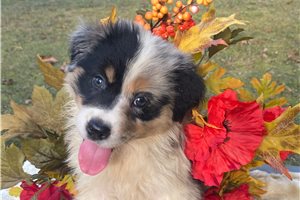 Cassiopeia - puppy for sale