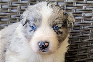 Carly - puppy for sale