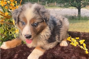 Webber - puppy for sale