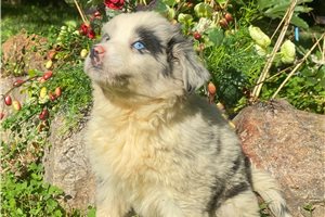 Carmen - puppy for sale