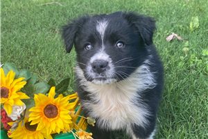 Clifton - puppy for sale