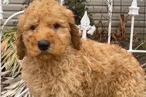 Birch - Goldendoodle for sale