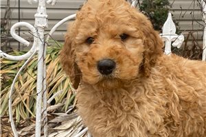 Birch - Goldendoodle for sale