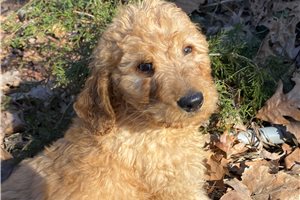 Brody - Goldendoodle for sale