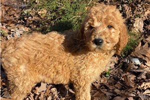 Bethany - Goldendoodle for sale