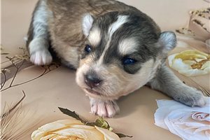 Alanna - puppy for sale