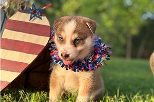 Spunner - puppy for sale