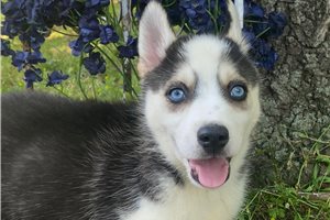 Nathan - Pomsky for sale