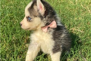 Naomi - Pomsky for sale