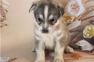 Maxwell - Pomsky for sale