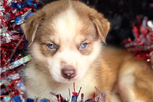 Pearl Polly - Pomsky for sale