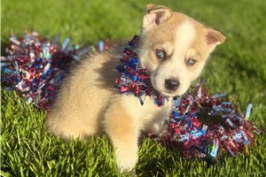 Shining Star - puppy for sale
