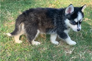 Nico - Pomsky for sale