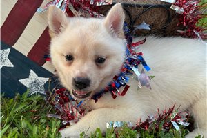 Bomerrang Bug - puppy for sale