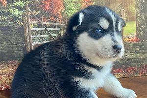 Aiden - Pomsky for sale